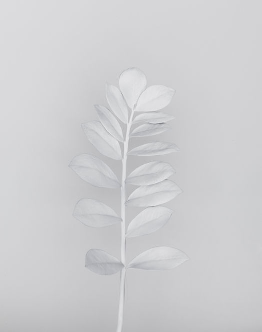 White Branch