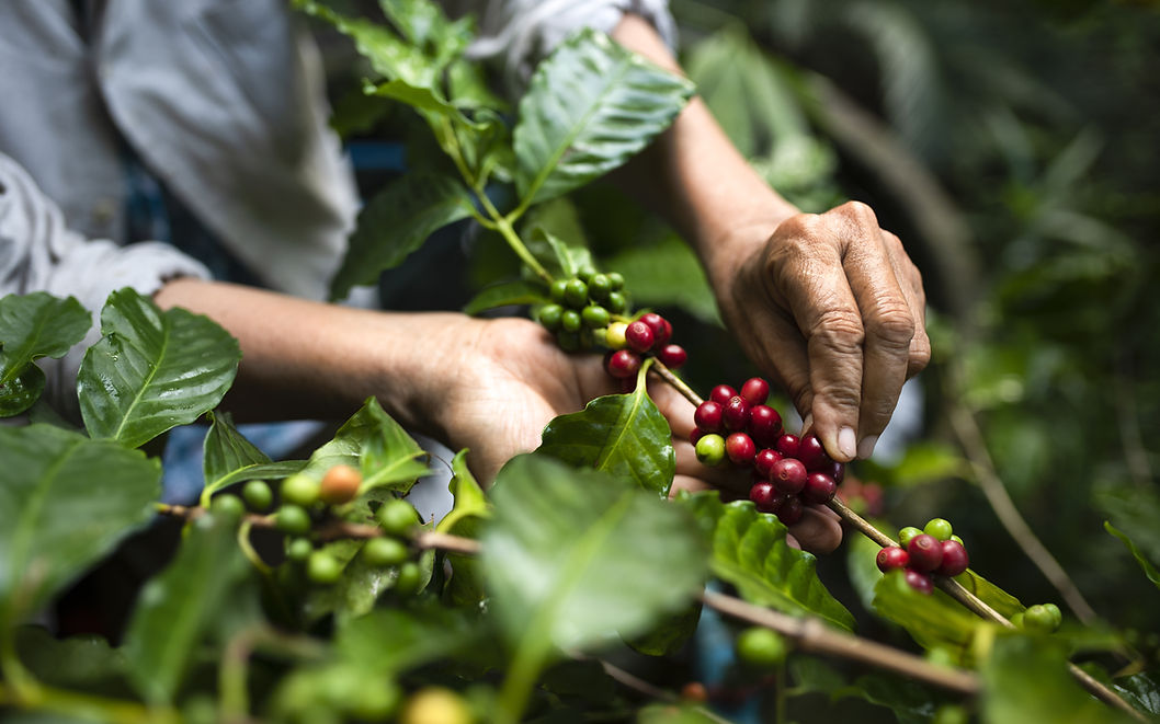 Vietnamese farmers picking up coffee beans