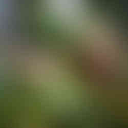 Coffee Plantation in Boquete