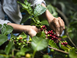 500 Produtores de Café Capacitados: Como a KOLTIVA Ajudou a ECOM a Liderar o Monitoramento da Pegada de Carbono para uma Cadeia de Suprimento de Café de Baixa Emissão