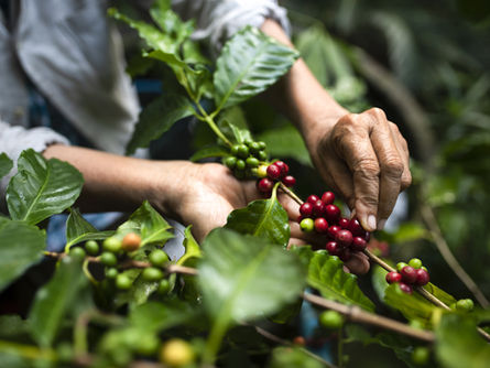 500 Coffee Farmers Empowered: How KOLTIVA Helped ECOM Lead Carbon Footprint Tracking for a Low-Emission Coffee Supply Chain