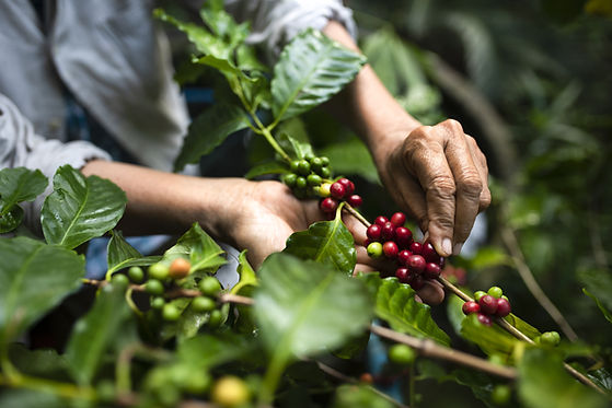 Vietnamese farmers picking up coffee beans