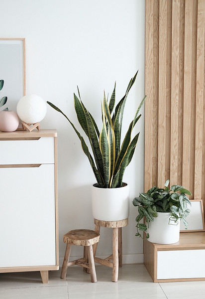 scandi nordic interior design house plant