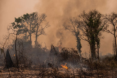 Scène d'incendie de forêt
