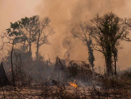 ConexiĆ³n Inquebrantable: Cambio ClimĆ”tico y Aumento de Incendios Forestales
