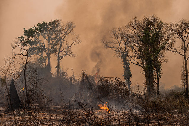 Forest Fires