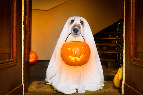 Cachorro em traje fantasma