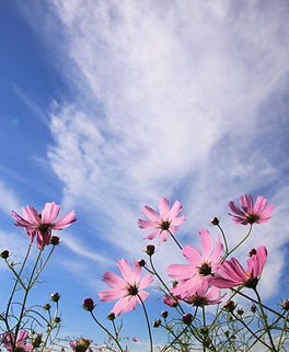 Autumn Sky