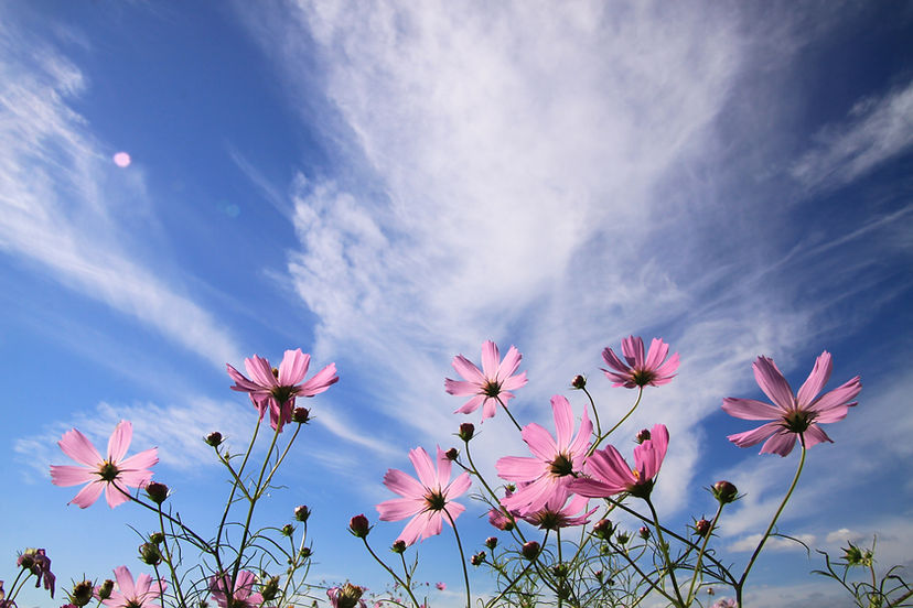 Autumn Sky