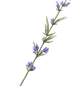 Lavender Stem Illustration