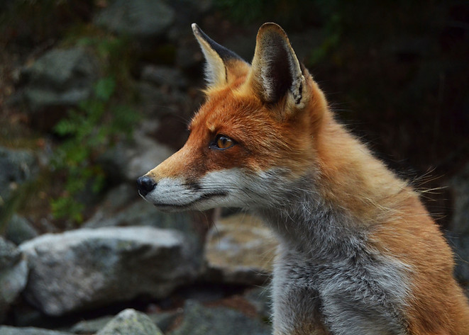 Fox