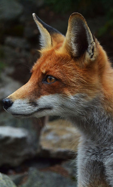 Fox