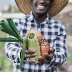 Harvesting Vegetables