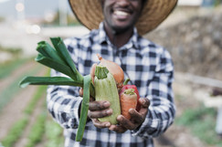 Harvesting Vegetables