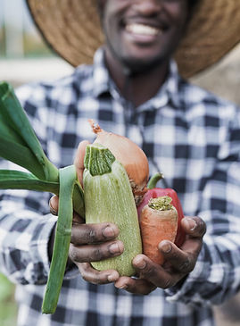 Harvesting Vegetables