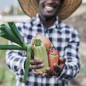 harvesting-vegetables
