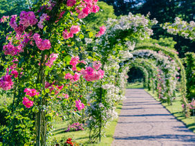 Juni – In voller Blüte stehen