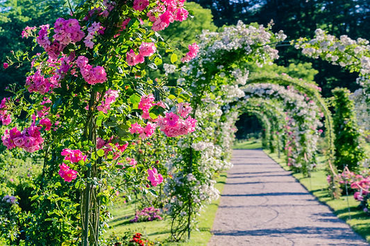 Floral Path