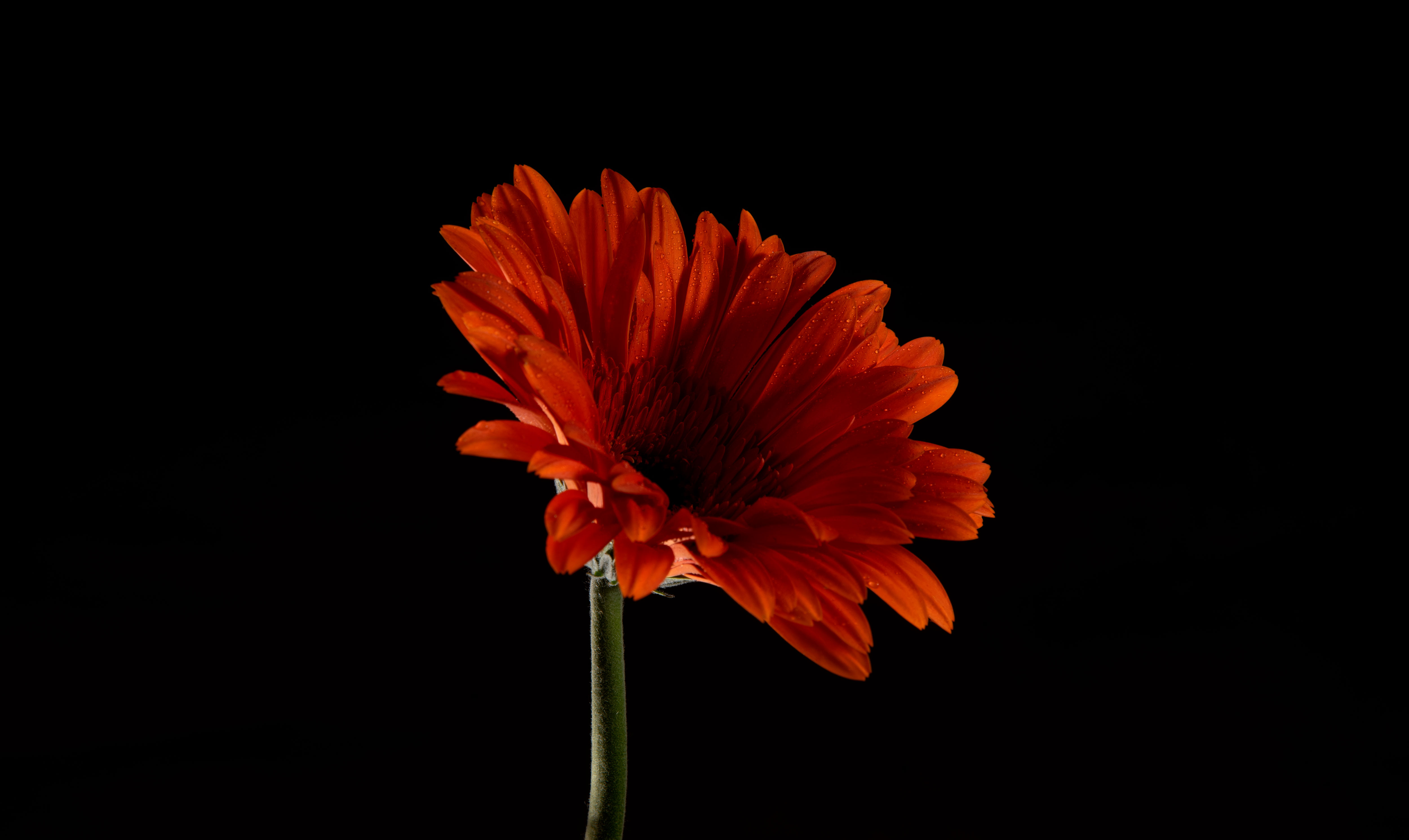 Red Gerbera