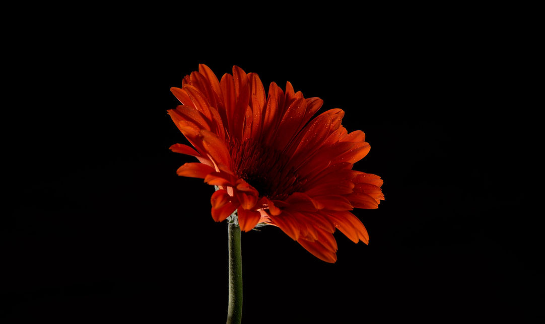 Red Gerbera