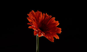 Röd Gerbera