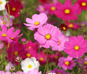 Cosmos