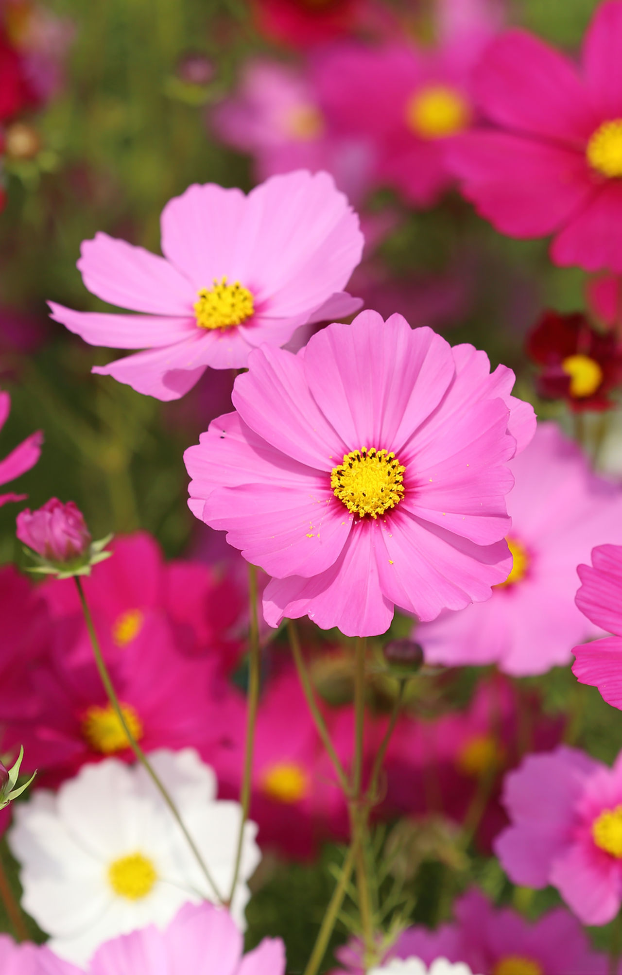 Cosmos