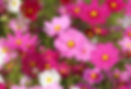 Cosmos