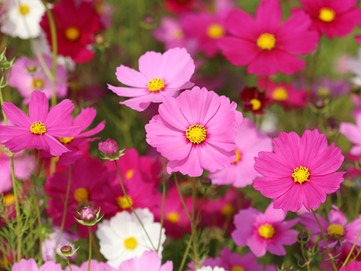 Are You a Late Bloomer?