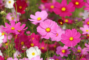 Wildflowers