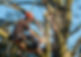 Tree surgeon hanging from ropes in the crown of a tree using a chainsaw to cut branches dow