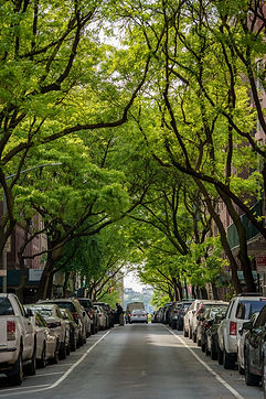 Tree-Lined Urban Street