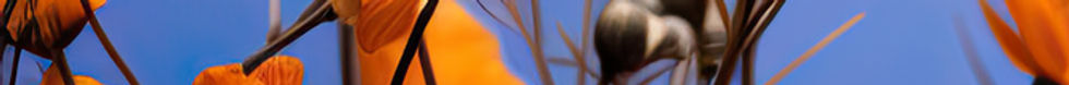 Orange Flowers Closeup