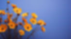 オレンジ色の花のクローズアップ