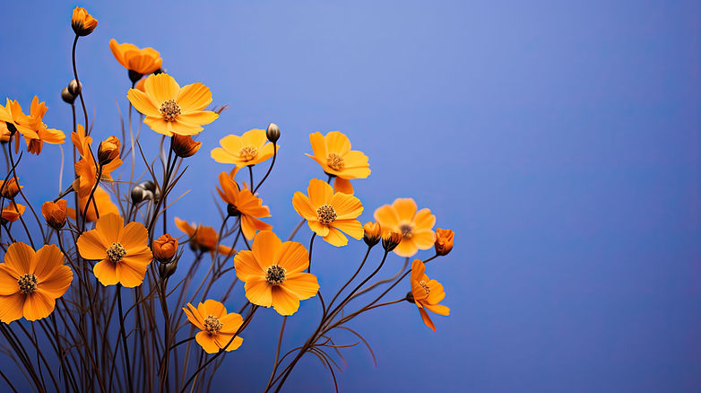 Gul Cosmos Blossom