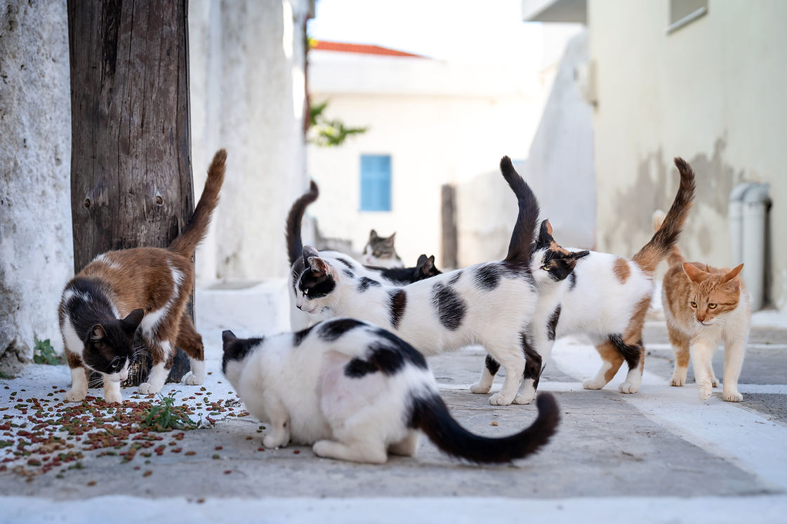 Gatos en la calle