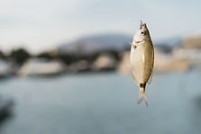 Fish in Hook