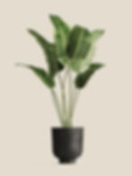 Potted Green Plant