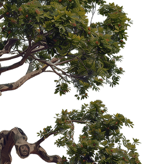 Tree Branches