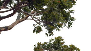 Seasonal Ecologists vacancies, BW Consultant Engineer