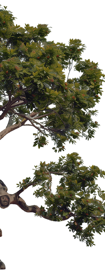 Tree Branches