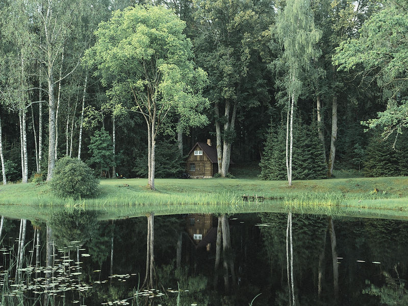 Forest Cabin Reflection