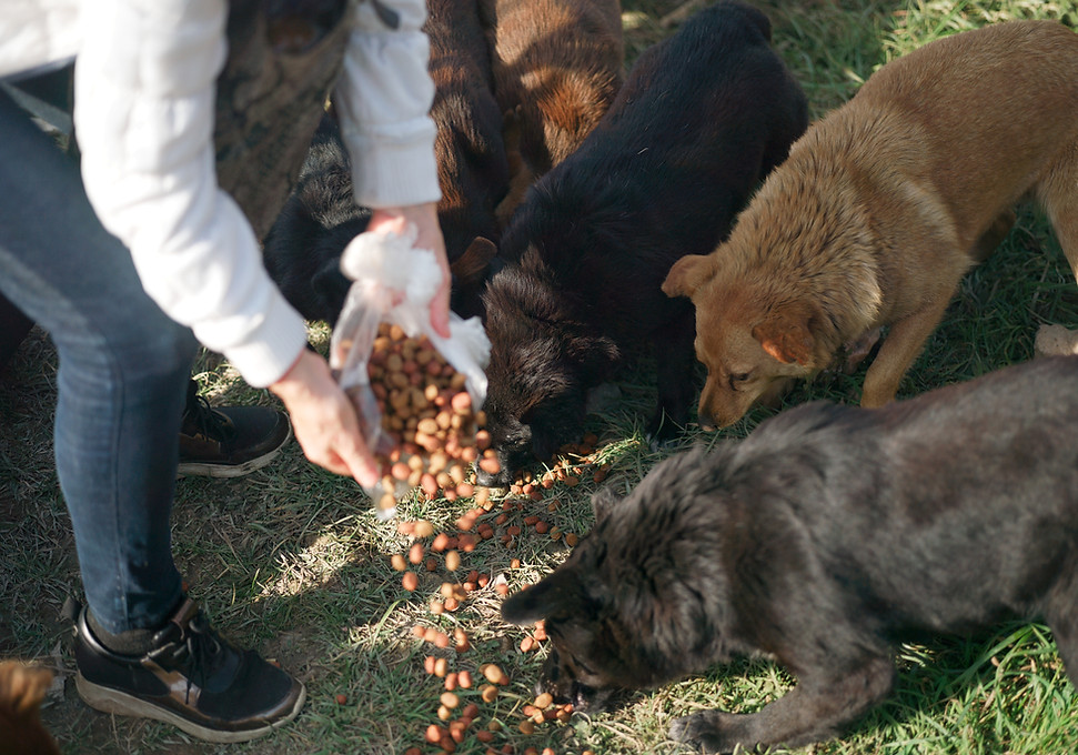 Feeding Stray Dogs