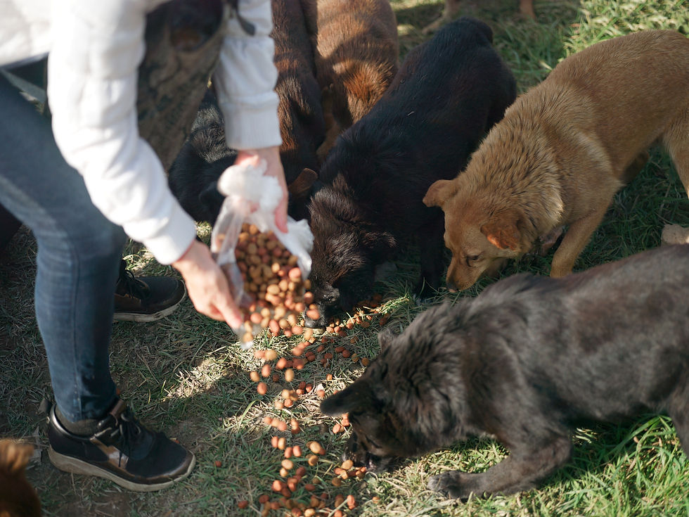 Feeding Stray Dogs