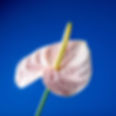 Pink Anthurium Flower