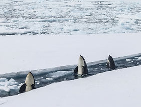 Whales in Ice