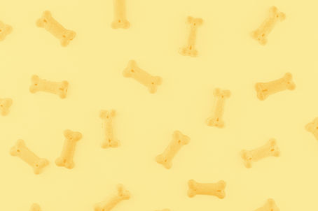 Recettes de glaces et de biscuits maison pour son chien : des gourmandises simples, saines et faciles à préparer