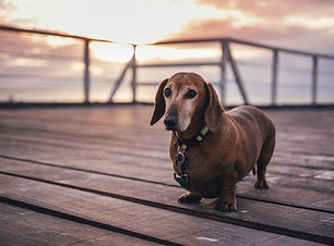 dachshund