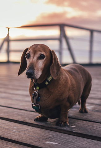 Dachshund