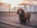 perro tejonero